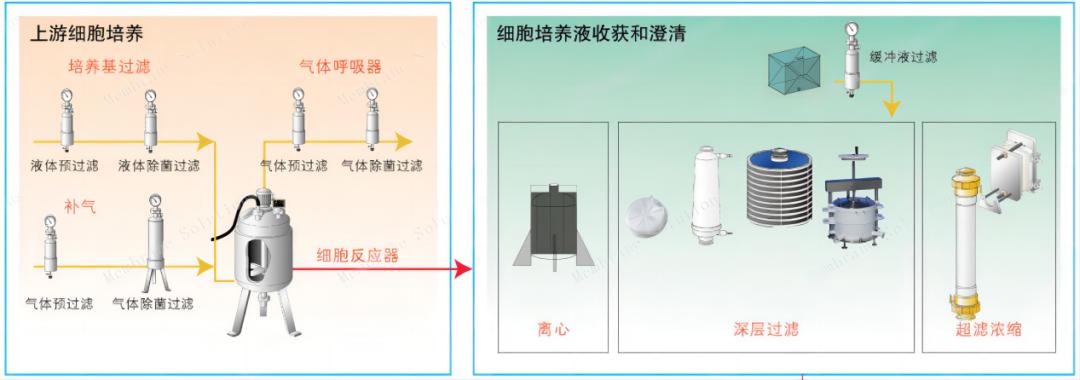 單克隆抗體上游細胞的培養過(guò)程	